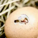 На камчатских прилавках стало меньше яиц из-за смены поголовья кур